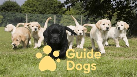 Introducing our charity of the year: Guide Dog’s UK - Air IT