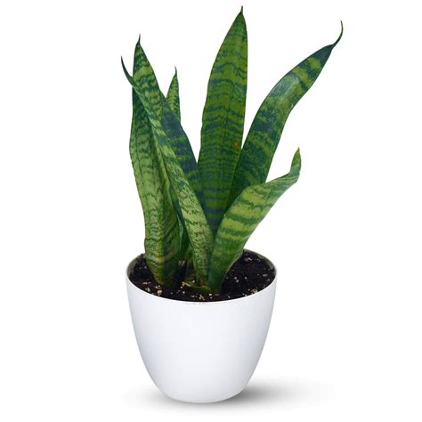 Snake Plant Green With Pot | Buy Snake Plant - Green Online ₹389.00 - Plant A Leaf | Free Shipping