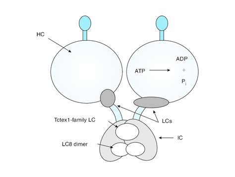 A generic model for the structure of dynein A simplified model of ...