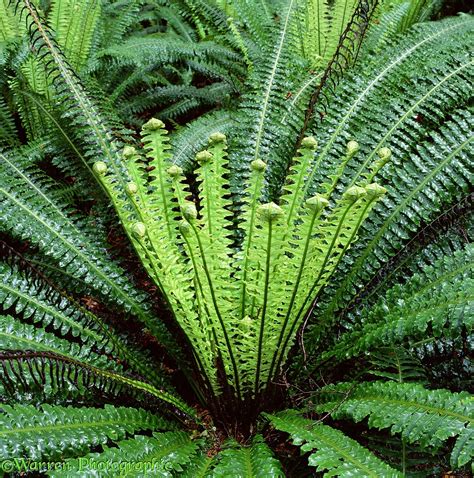 New Zealand rainforest fern photo WP01728