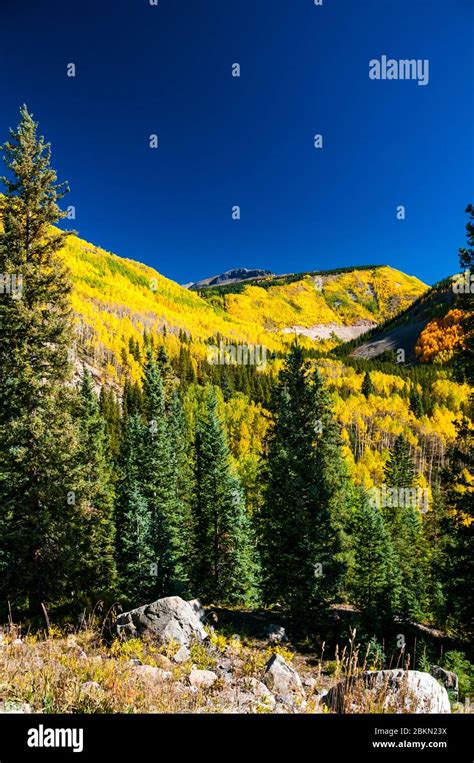 Fall Foliage Aspen Colorado 2024 - Edee Abigael