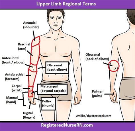 Regional Terms Anatomy Mnemonics: Anatomical Terminology (Body Part Names)