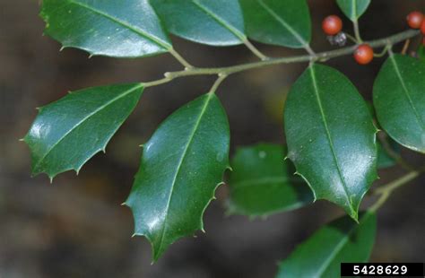 American holly (Ilex opaca)