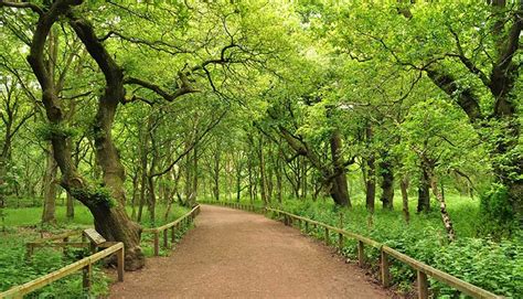 Sherwood Forest, Nottinghamshire