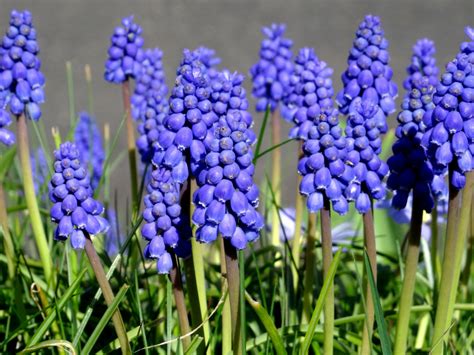 Free Images : nature, grass, blossom, purple, bloom, summer, blue, close, violet, flower garden ...