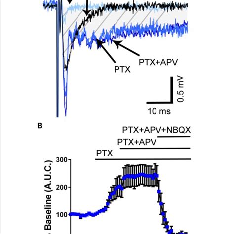 | Application of the GABA A /glycine receptor antagonist, picrotoxin,... | Download Scientific ...