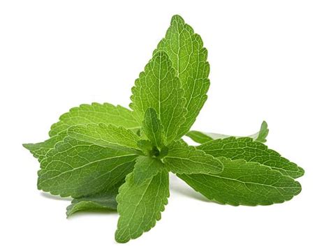 Stevia Leaf Stock Photos, Pictures & Royalty-Free Images - iStock