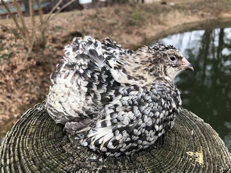 Pansy Fee Coturnix Quail Hatching Eggs – Myshire Farm