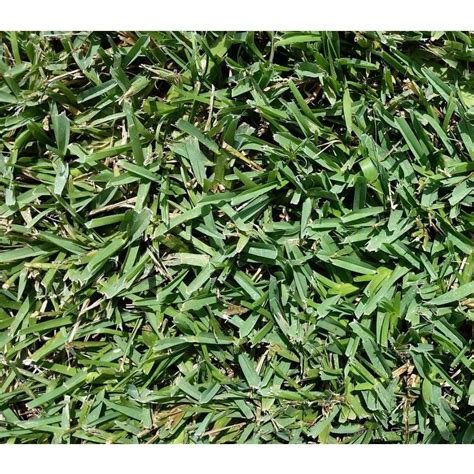 Floratam St Augustine Grass Plugs | Seed World