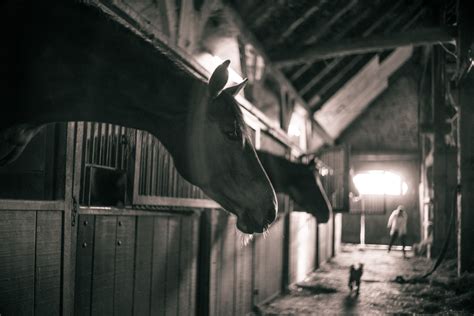 Free Images : light, night, darkness, monochrome, black white, horses, screenshot, horse barn ...