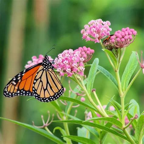 Swamp Milkweed Seedlings | Hot Sex Picture