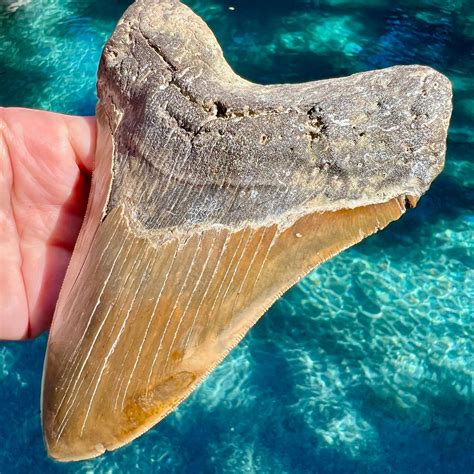 HUGE Real Fossil Megalodon Shark Tooth MEG – Primitive Past