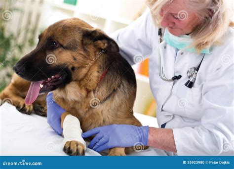 German Shepherd Dog Getting Bandage after Injury on His Leg by a Stock Photo - Image of german ...