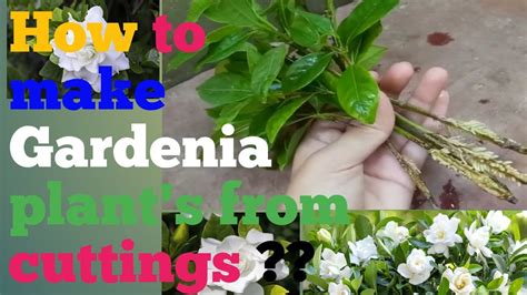 Gardenia from cuttings / grow plants from cuttings / Rooting in water - YouTube