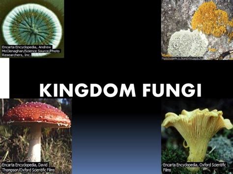 Kingdom fungi