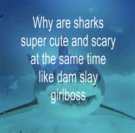 Cool Sharks, Cute Shark, Fb Memes, Funny Memes, Death Aesthetic, Shark ...