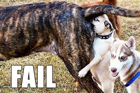 Funny Dog Fails 4 Cool Hd Wallpaper - Funnypicture.org