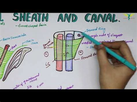 Femoral Ring Boundaries