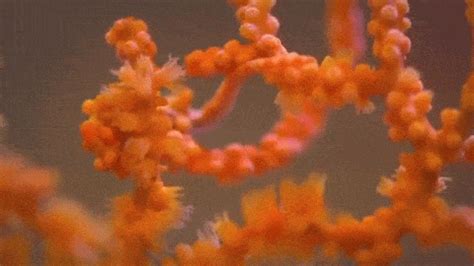 Video: How do pygmy seahorses end up on matching corals? - Boing Boing