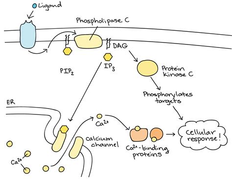 Cellular Communication Is Illustrated In The Diagram Below - Wiring Site Resource