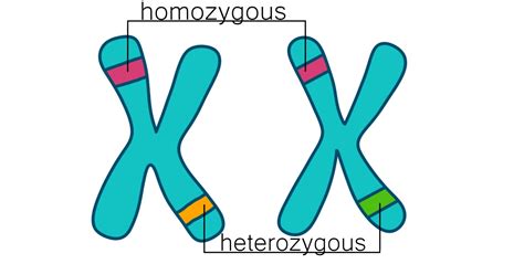 Heterozygous vs. Homozygous — Differences & Similarities - Expii