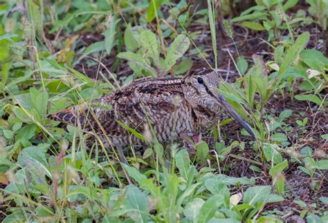 The Eurasian Woodcock - 10,000 Birds