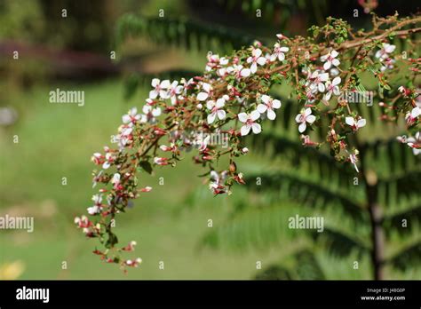 Pink flowers monochaetum floribundum melastomataceae hi-res stock photography and images - Alamy