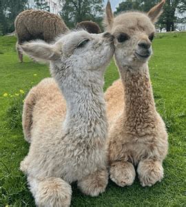 Alpaca Farm ~ What to Know About Raising Alpacas