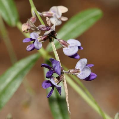 Psoralidium tenuiflorum - Slimflower Scurfpea, Scurfy Pea, Scurf Pea, Few-flowered Scurf-pea ...