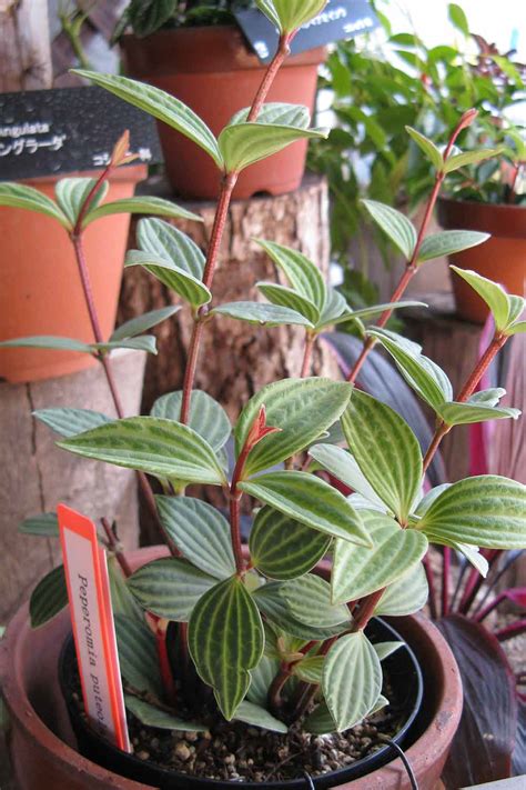 Peperomia Varieties with Photos - Types of Radiator Plants - My Little ...