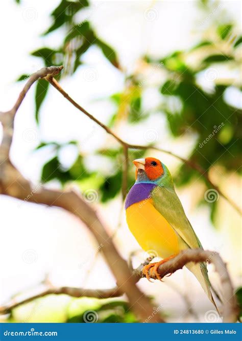 Male Rainbow Finch bird stock photo. Image of wildlife - 24813680