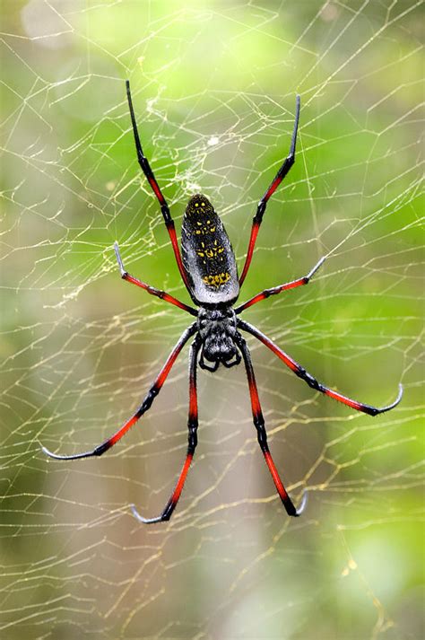 Close-up Of A Golden Silk Orb-weaver Photograph by Panoramic Images ...