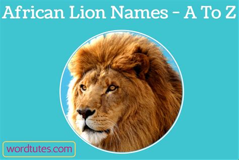 African Lion Names - A To Z - Aesthetic Names - Word Tutes