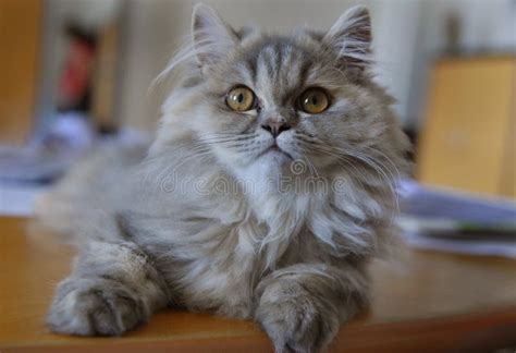 Angora Kitten Stock Photography - Image: 6026082