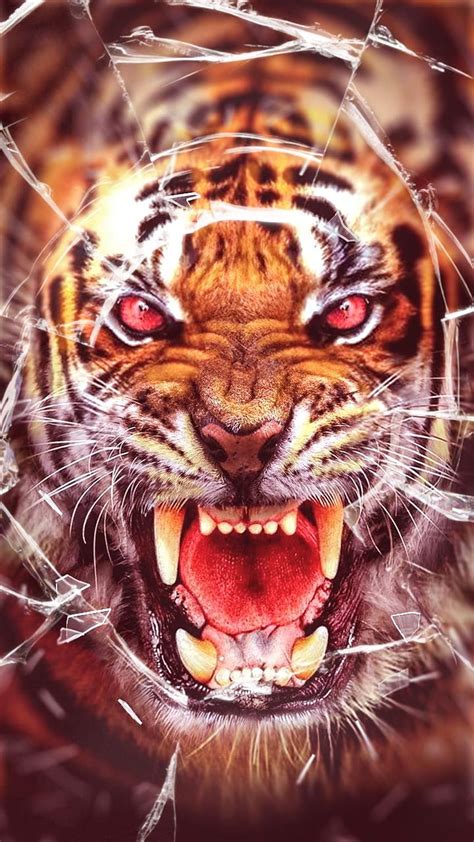 Cara de tigre rugiente, cabeza de tigre rugiente fondo de pantalla del teléfono | Pxfuel