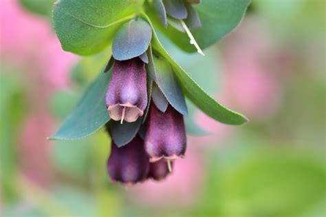 Cerinthe major 'Purpurascens' (Honeywort)