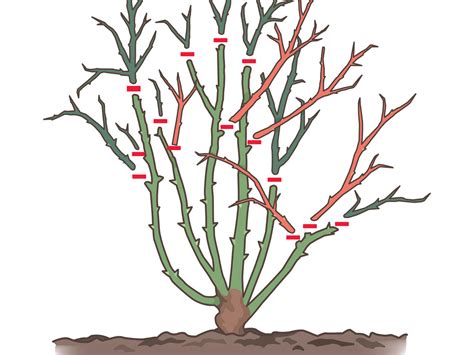 Pruning roses
