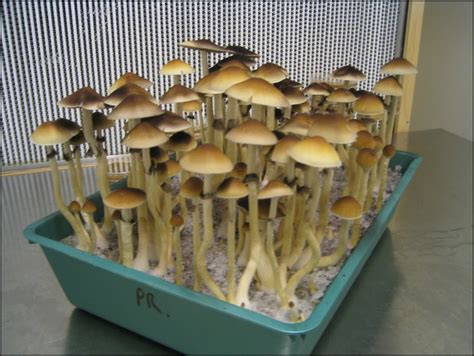 How To Grow Psychedelic Mushrooms | The Garden