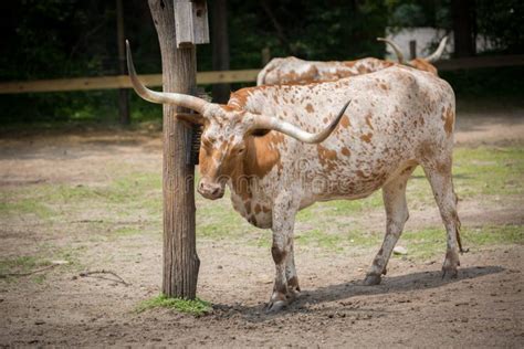 Animals at the Queens ZOO editorial stock image. Image of nature - 149938564