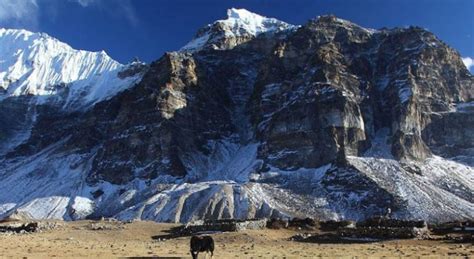 Kanchenjunga Trek: Wildlife And Biodiversity Of Kanchenjunga Region ...