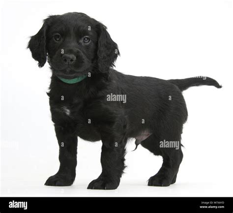 Black Cocker Spaniel Mix Puppies