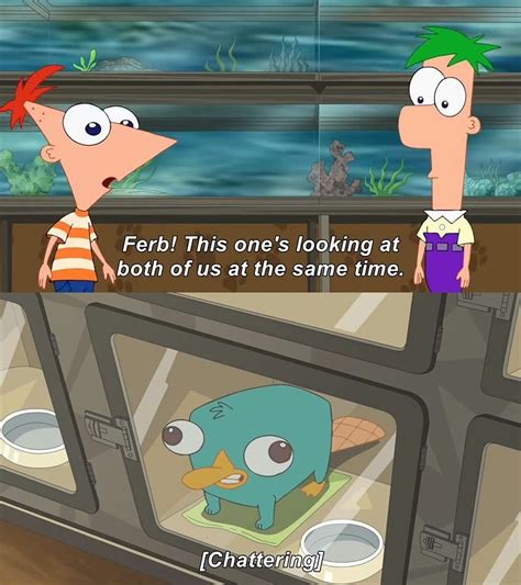 Perry looking at Phineas and Ferb : r/MemeTemplatesOfficial