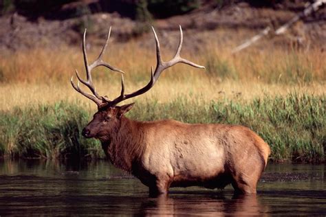 Information on the Spider Bull Elk | Animals - mom.me