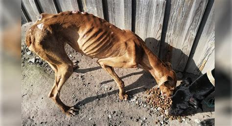 Outrage as pitiful images of bullfighter’s starving dogs go viral - Portugal Resident