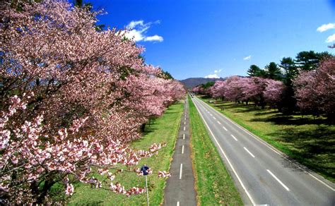 【Japan】Hokkaido｜100 Famous Cherry Blossom Viewing Spots & One of ...