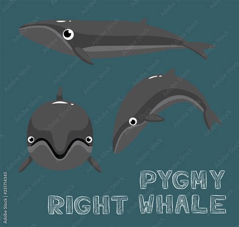 Pygmy Right Whale Cartoon Vector Illustration Stock Vector | Adobe Stock