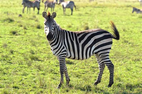 Animals Wild Animal Zebra - Free photo on Pixabay - Pixabay