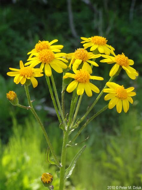 Packera aurea (Golden Ragwort): Minnesota Wildflowers