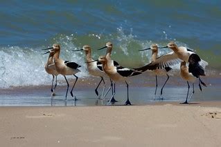 American Avocets, with breeding plumage ~ Recurvirostra am… | Flickr