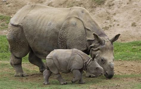 Javan Rhino Facts, Range, Habitat, Diet, Population, Pictures